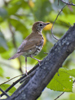 Wood Thrush
